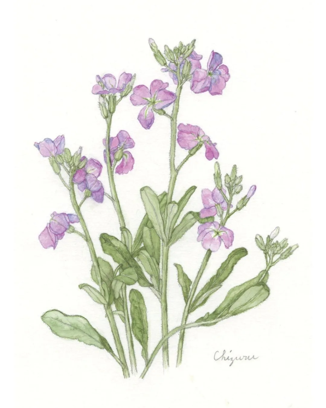 4/25より、「松本千鶴植物画展」を開催。